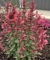 Hummingbird Mint - Agastache - Assorted Varieties