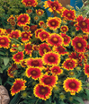 Blanket Flower - Gaillardia - Assorted Varieties made by here at Twin Oaks Nursery & Supply