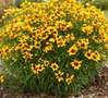 Coreopsis - Assorted Varieties