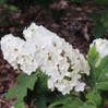 Gatsby Gal Oakleaf Hydrangea