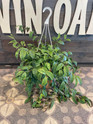 Lipstick Plant - Black Pagoda made by here at Twin Oaks Nursery & Supply