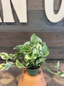 Pothos Pearls & Jade