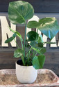Mason Brick Terra Cotta Planter made by Blue Sky Clayworks here at Twin Oaks Nursery & Supply