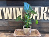 Metallic Grooves Terra Cotta Planter