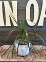 Granit Flow Terra Cotta Planter
