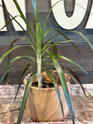 Sandlewood Terra Cotta Planter