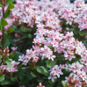 Snow Pink Indian Hawthorne