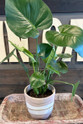 Organic Stripe Terra Cotta Planter