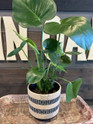 Woven Basket Terra Cotta Planter made by Blue Sky Clayworks here at Twin Oaks Nursery & Supply