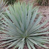 Yucca 'Silver Anniversary'