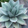 Agave ovatifolia 'Frosty Blue' made by here at Twin Oaks Nursery & Supply