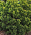Mugo Pine made by here at Twin Oaks Nursery & Supply