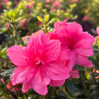 Encore Azalea Autumn Empress made by here at Twin Oaks Nursery & Supply