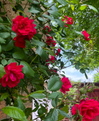 Peggy Martin Climbing Rose