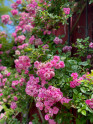 Peggy Martin Climbing Rose