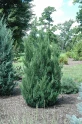 Blue Point Juniper made by here at Twin Oaks Nursery & Supply