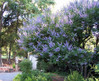 Shoal Creek Vitex