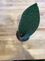Sansevieria Whale's Fin