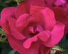 Original Knock Out Rose