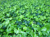 English Ivy made by here at Twin Oaks Nursery & Supply