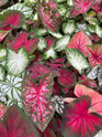 Caladium -Assorted Varieties made by here at Twin Oaks Nursery & Supply