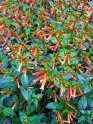 Cuphea - Assorted Varieties made by here at Twin Oaks Nursery & Supply
