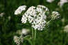 Yarrow - Achillea - Assorted Varieties made by here at Twin Oaks Nursery & Supply