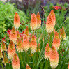Red Hot Poker - Kniphofia -Assorted Varieties made by here at Twin Oaks Nursery & Supply