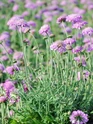Pin Cushion - Scabiosa - Assorted Varieties