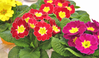 Primrose - Assorted Varieties