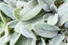 Lamb's Ear - Stachys -Assorted Varieties made by here at Twin Oaks Nursery & Supply