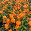 Crossandra Orange - Firecracker Flower made by here at Twin Oaks Nursery & Supply