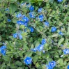 Blue Daze made by here at Twin Oaks Nursery & Supply