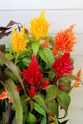 Celosia - Assorted Varieties