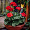 Geranium - Assorted Varieties made by here at Twin Oaks Nursery & Supply