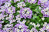 Alyssum - Assorted Varieties made by here at Twin Oaks Nursery & Supply