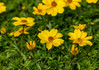 Bidens - Assorted Varieties made by here at Twin Oaks Nursery & Supply