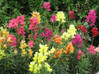 Snapdragons - Assorted Varieties made by here at Twin Oaks Nursery & Supply