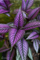 Persian Shield made by here at Twin Oaks Nursery & Supply