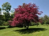 Flowing Profusion Red Crabapple made by here at Twin Oaks Nursery & Supply