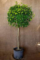 Ficus Benjamina Standard made by here at Twin Oaks Nursery & Supply