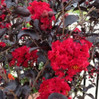 Crape Myrtle 'Ebony Fire' made by here at Twin Oaks Nursery & Supply