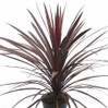 Dracaena - Cordyline Picasso's Red made by here at Twin Oaks Nursery & Supply