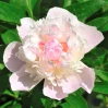 Peony 'Shirley Temple' made by here at Twin Oaks Nursery & Supply