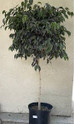 Ficus Midnight Standard made by here at Twin Oaks Nursery & Supply