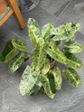 Philodendron Burle Marx made by here at Twin Oaks Nursery & Supply