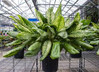 Aglaonema Lumina made by here at Twin Oaks Nursery & Supply