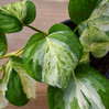 Pothos Manjula made by here at Twin Oaks Nursery & Supply
