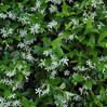 Confederate (Star) Jasmine made by here at Twin Oaks Nursery & Supply