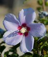 Blue Angel Althea (Rose of Sharon) made by here at Twin Oaks Nursery & Supply